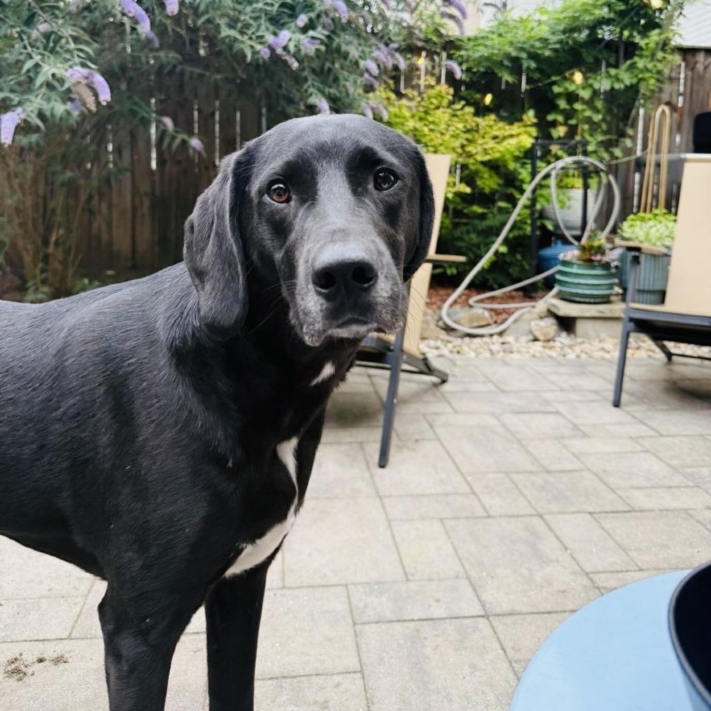 Enlarge Teddy, a Adoptable Hound in Staten Island, NY image 2/6