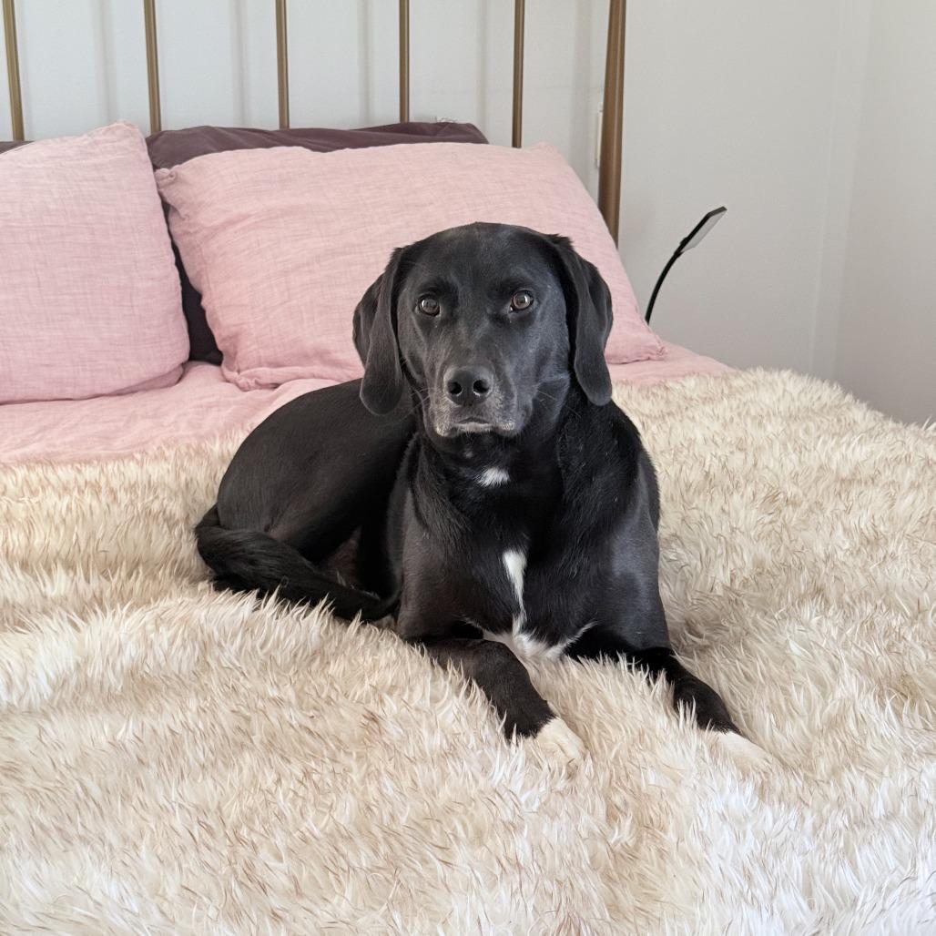 Enlarge Teddy, a Adoptable Hound in Staten Island, NY image 3/6