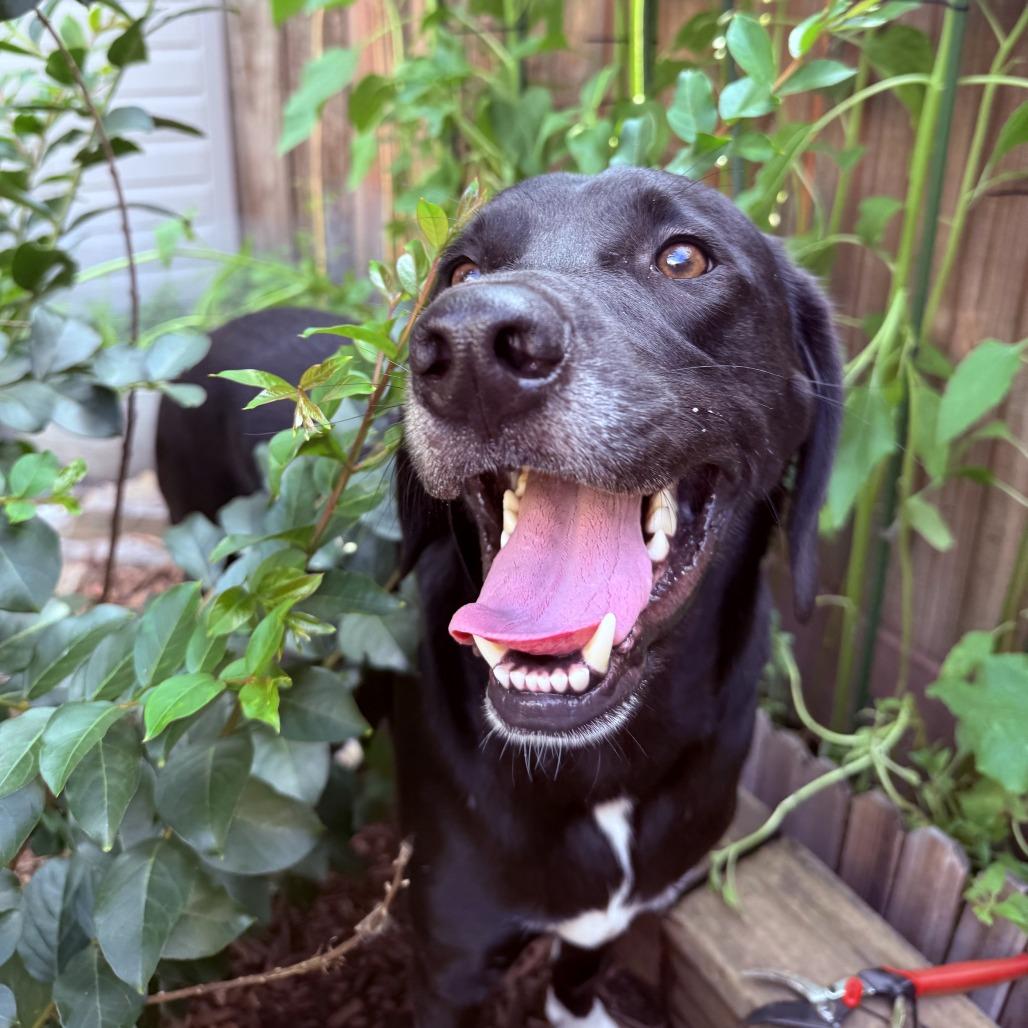 Enlarge Teddy, a Adoptable Hound in Staten Island, NY image 4/6