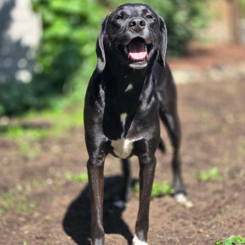 Enlarge Teddy, a Adoptable Hound in Staten Island, NY image 5/6