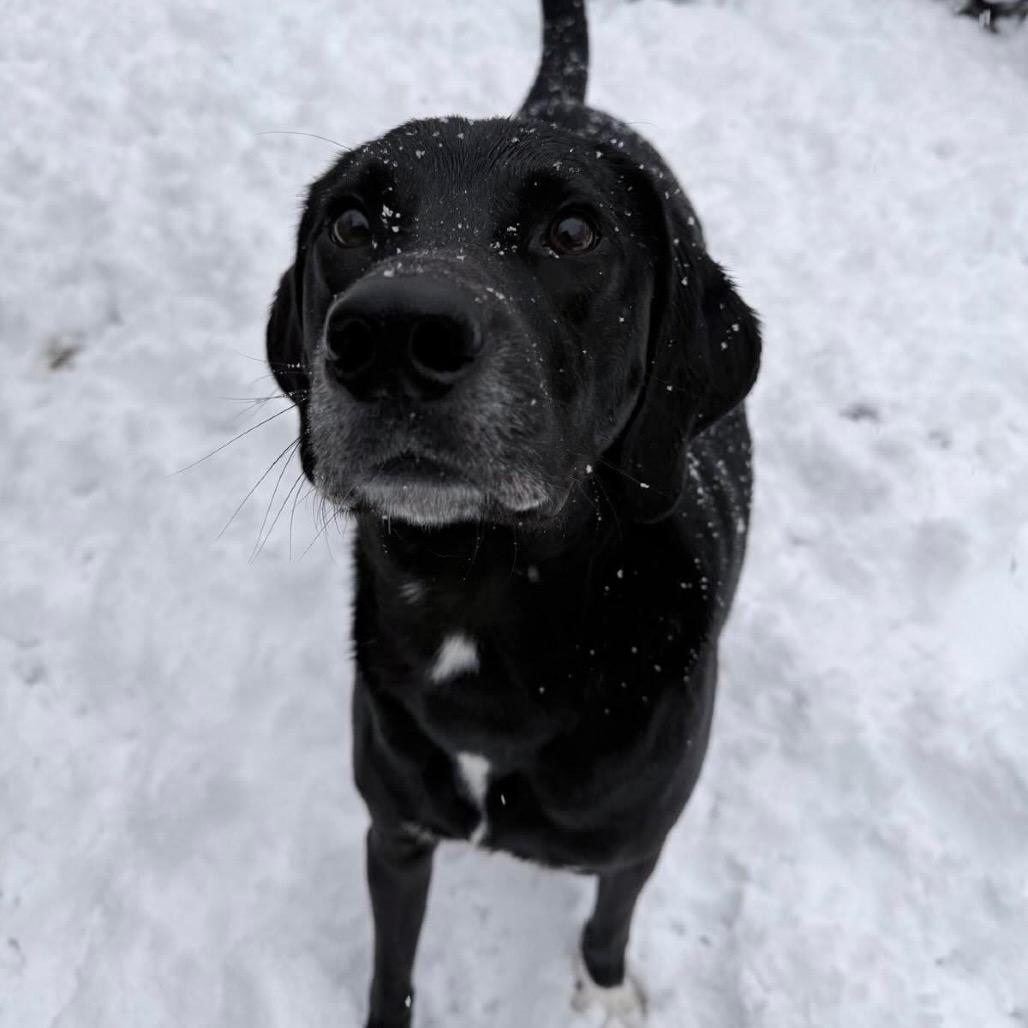 Enlarge Teddy, a Adoptable Hound in Staten Island, NY image 6/6