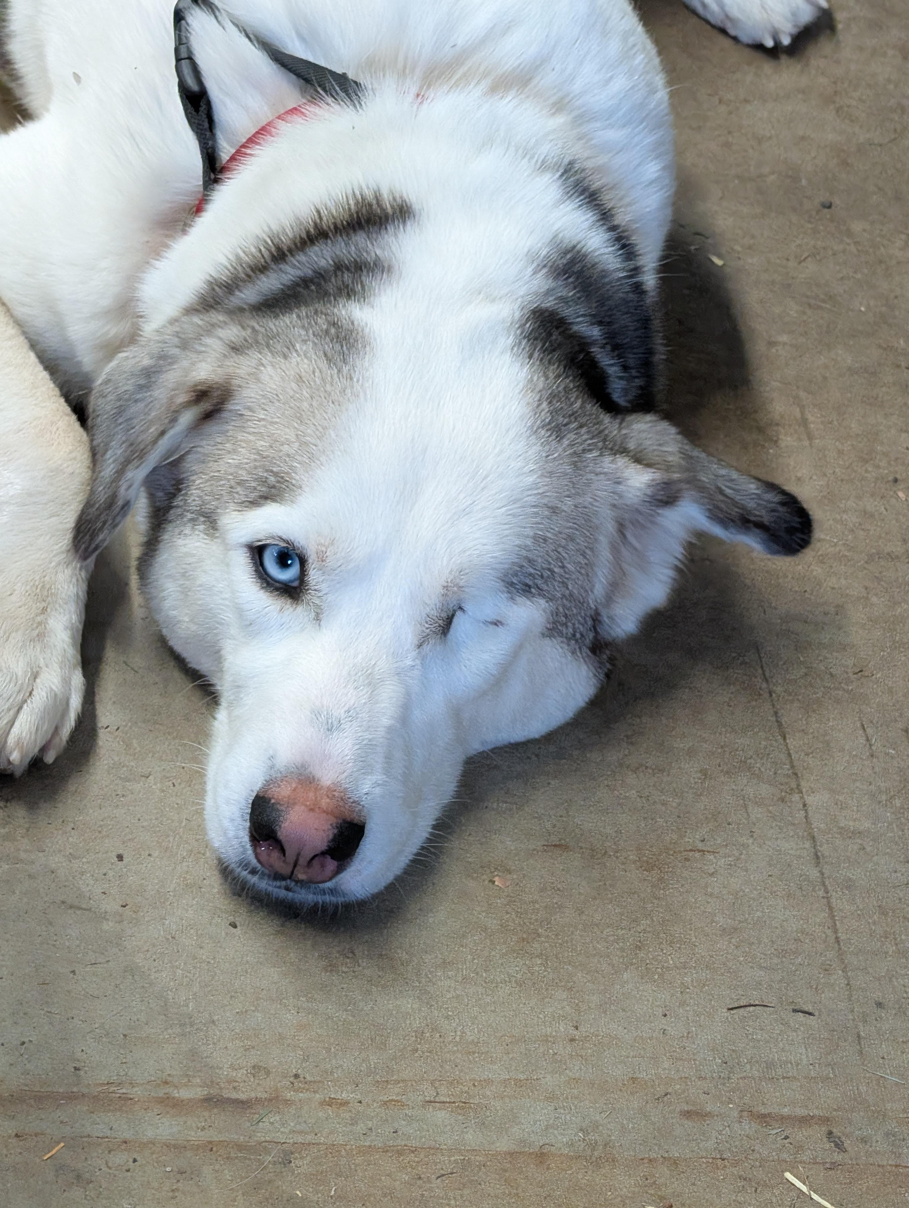 Enlarge Elsa, a ADOPTABLE mixed breed in Olympia, WA image 5/6