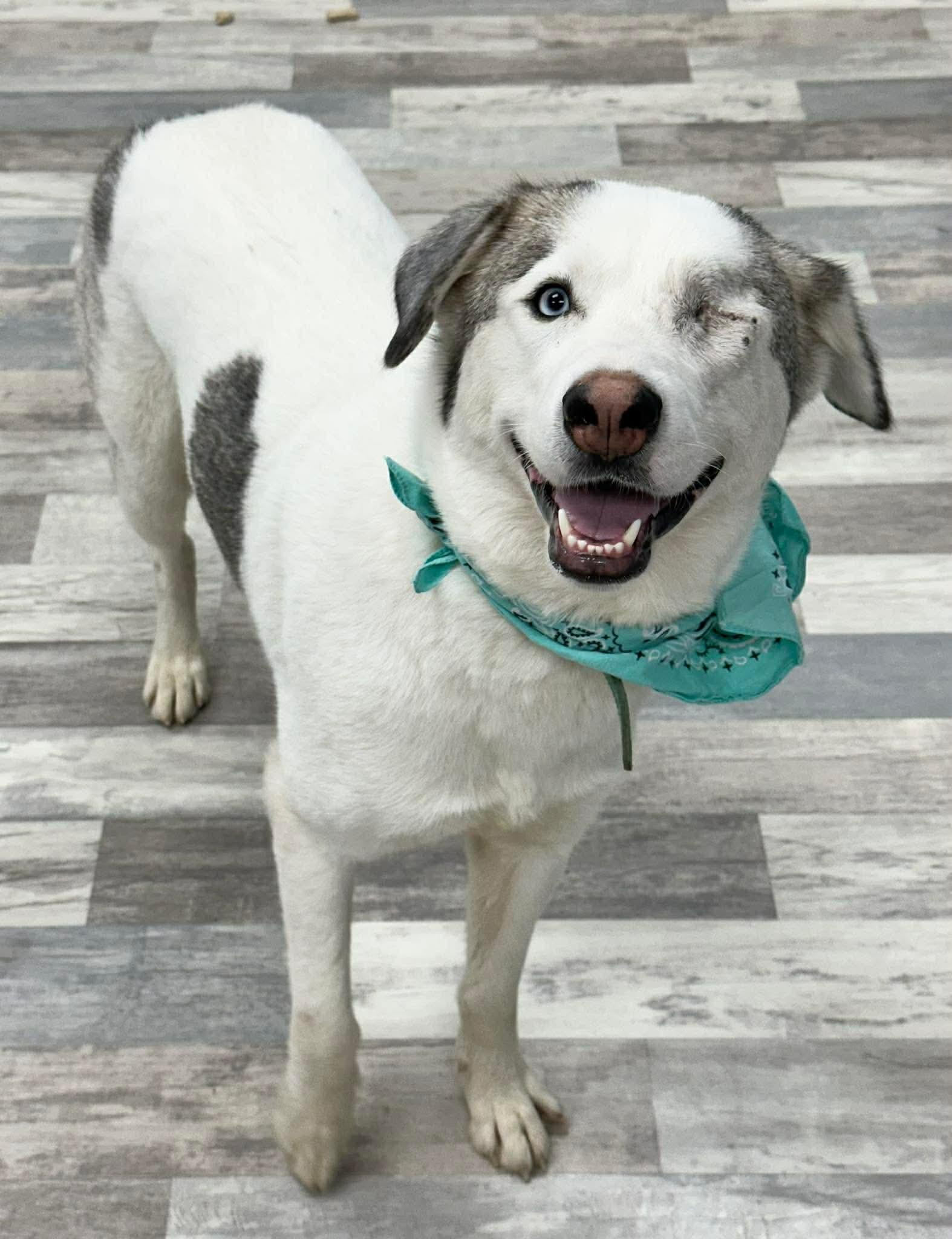 Enlarge Elsa, a ADOPTABLE mixed breed in Olympia, WA image 1/6