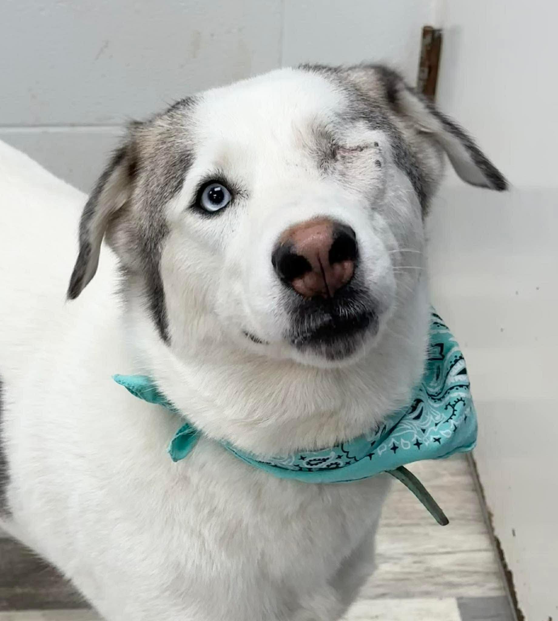 Enlarge Elsa, a ADOPTABLE mixed breed in Olympia, WA image 2/6