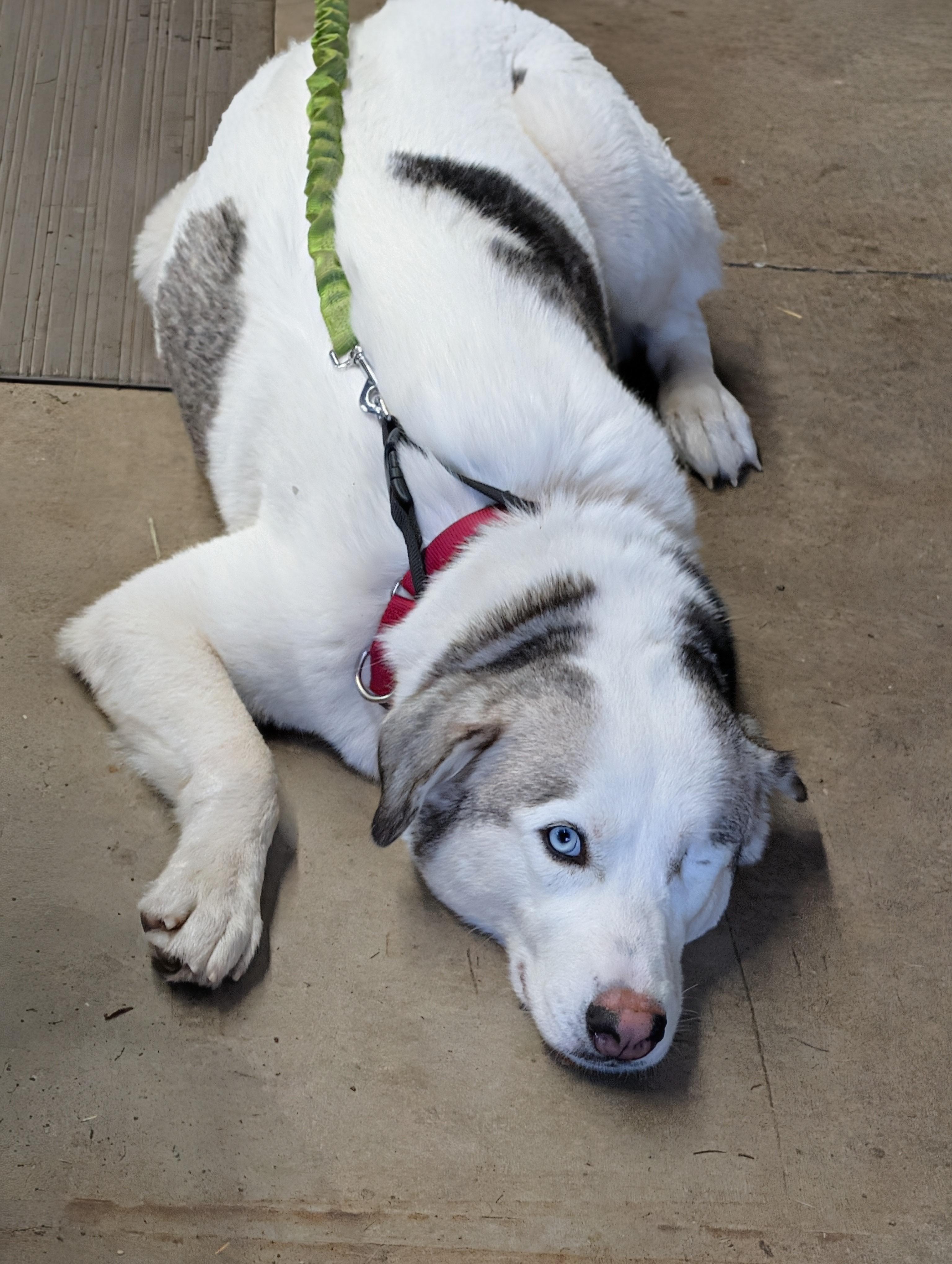 Enlarge Elsa, a ADOPTABLE mixed breed in Olympia, WA image 6/6
