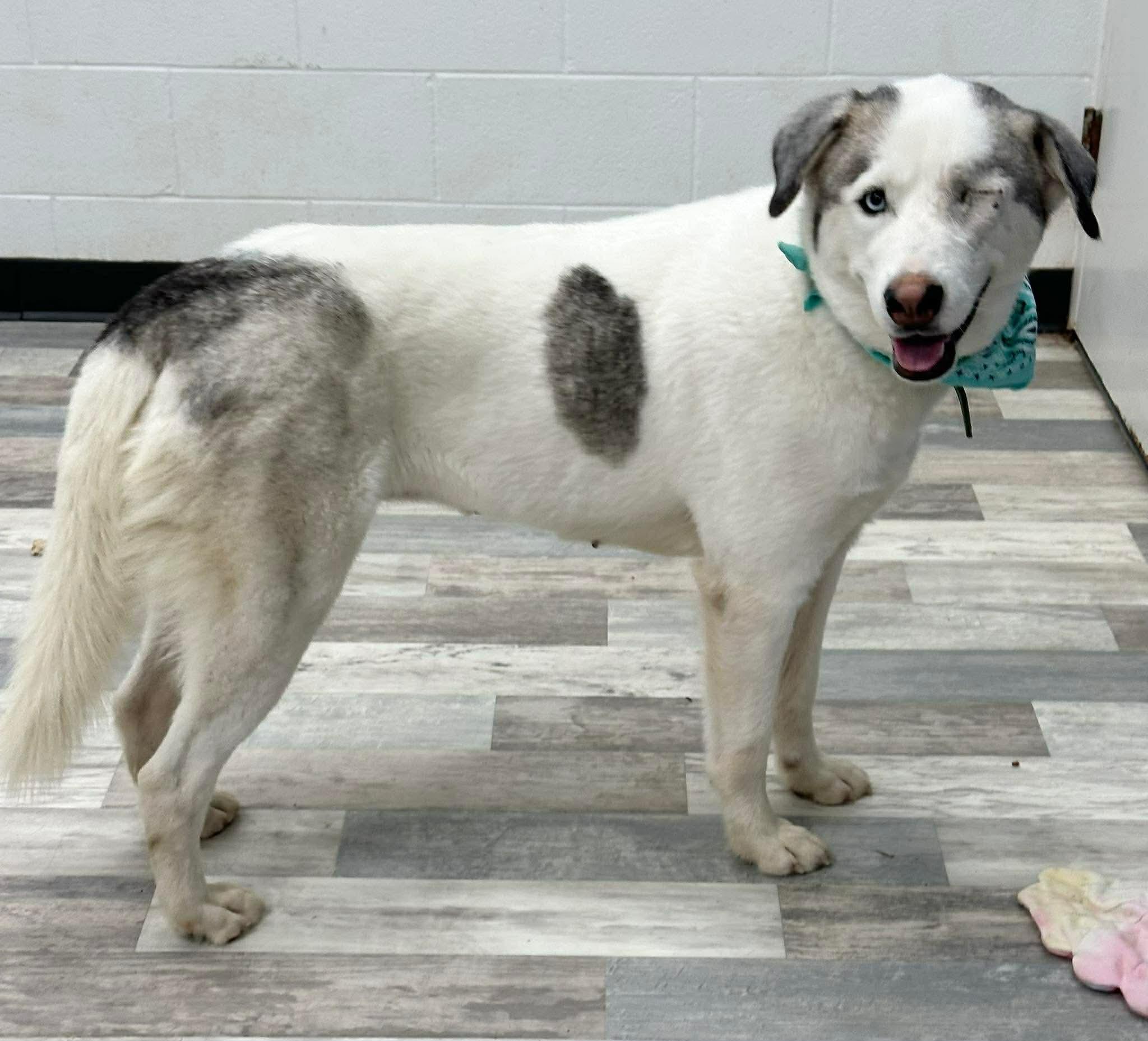 Enlarge Elsa, a ADOPTABLE mixed breed in Olympia, WA image 3/6