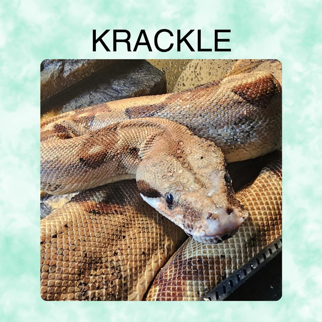 Krackle, Adoptable, Senior Male Boa Constrictor.