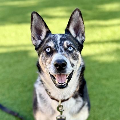 Bella, Adoptable, Adult Female Shepherd & Mixed Breed.
