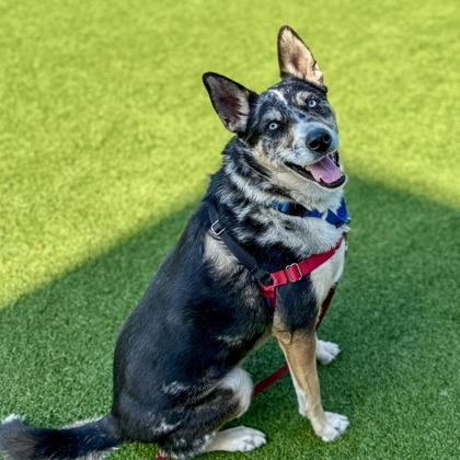 Enlarge Bella, a Adoptable mixed breed in San Francisco, CA image 2/3