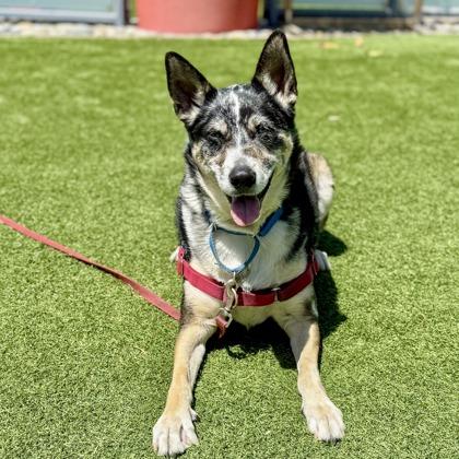 Enlarge Bella, a Adoptable mixed breed in San Francisco, CA image 3/3