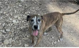 Susie, Adoptable, Senior Female Plott Hound & Australian Cattle Dog / Blue Heeler.