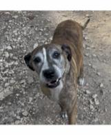 Enlarge Susie, a Adoptable mixed breed in Plano, TX image 2/4