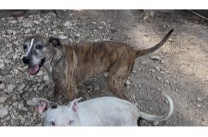 Enlarge Susie, a Adoptable mixed breed in Plano, TX image 3/4