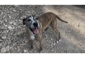 Enlarge Susie, a Adoptable mixed breed in Plano, TX image 4/4