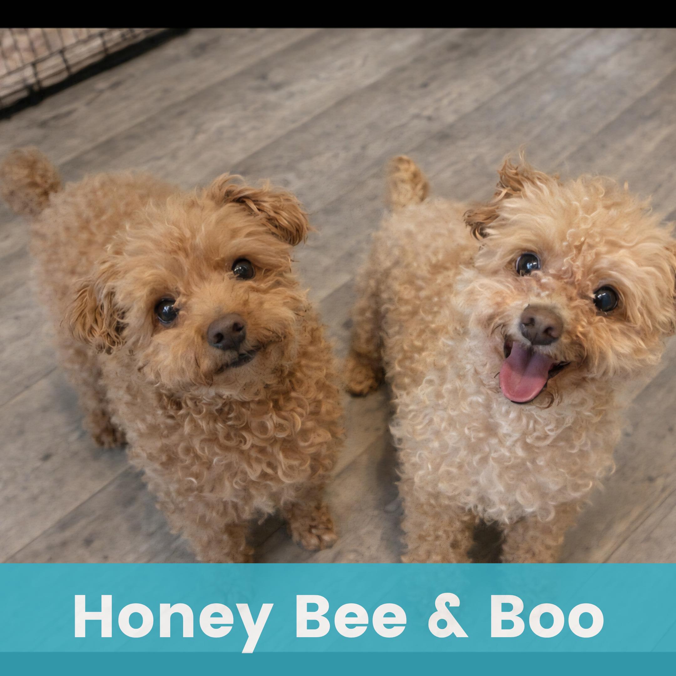 Enlarge Honey Bee bonded to Boo, an adoptable Mixed Breed in Rochester , NY image 1/4
