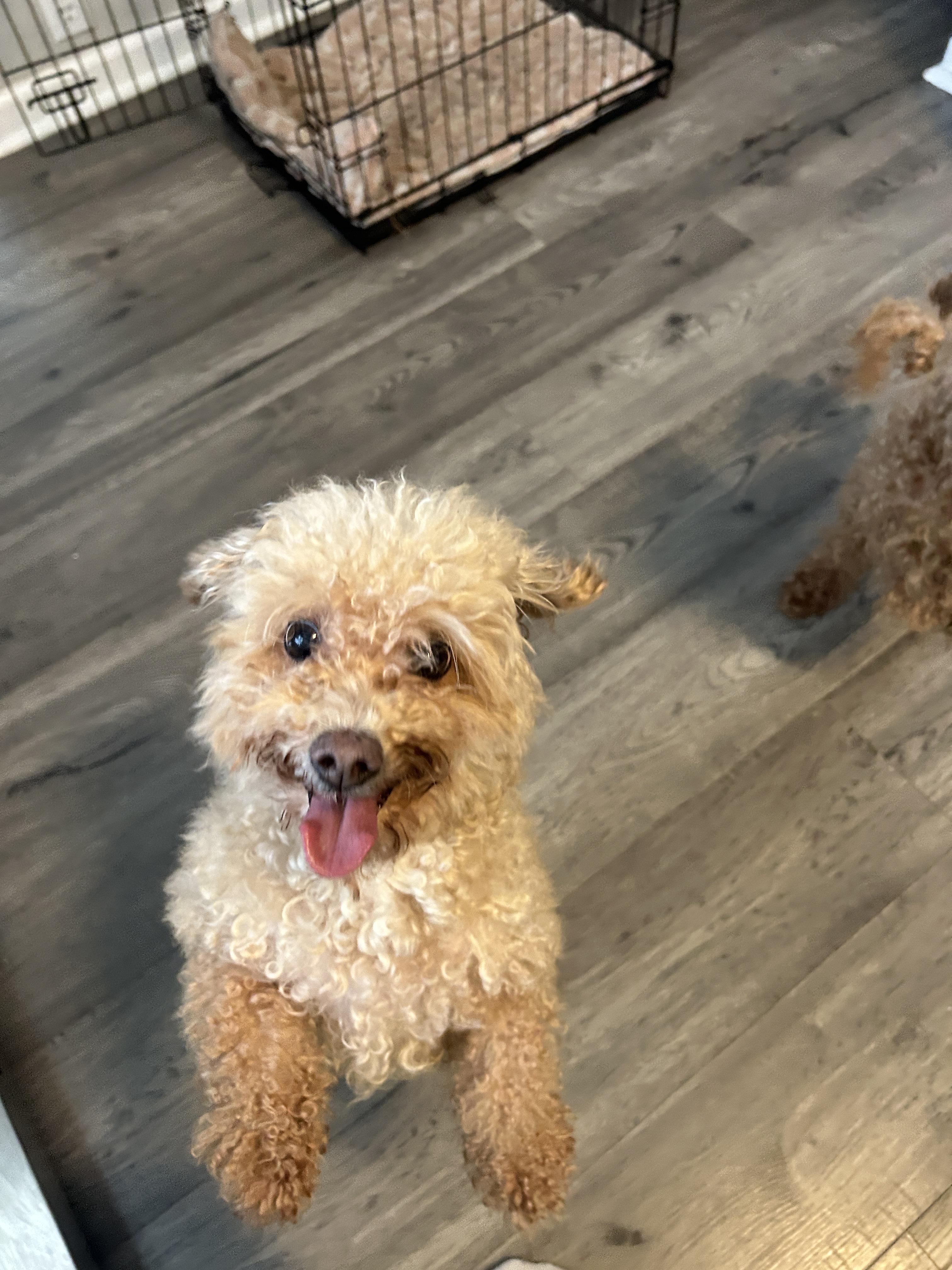 Enlarge Honey Bee bonded to Boo, an adoptable Mixed Breed in Rochester , NY image 4/4