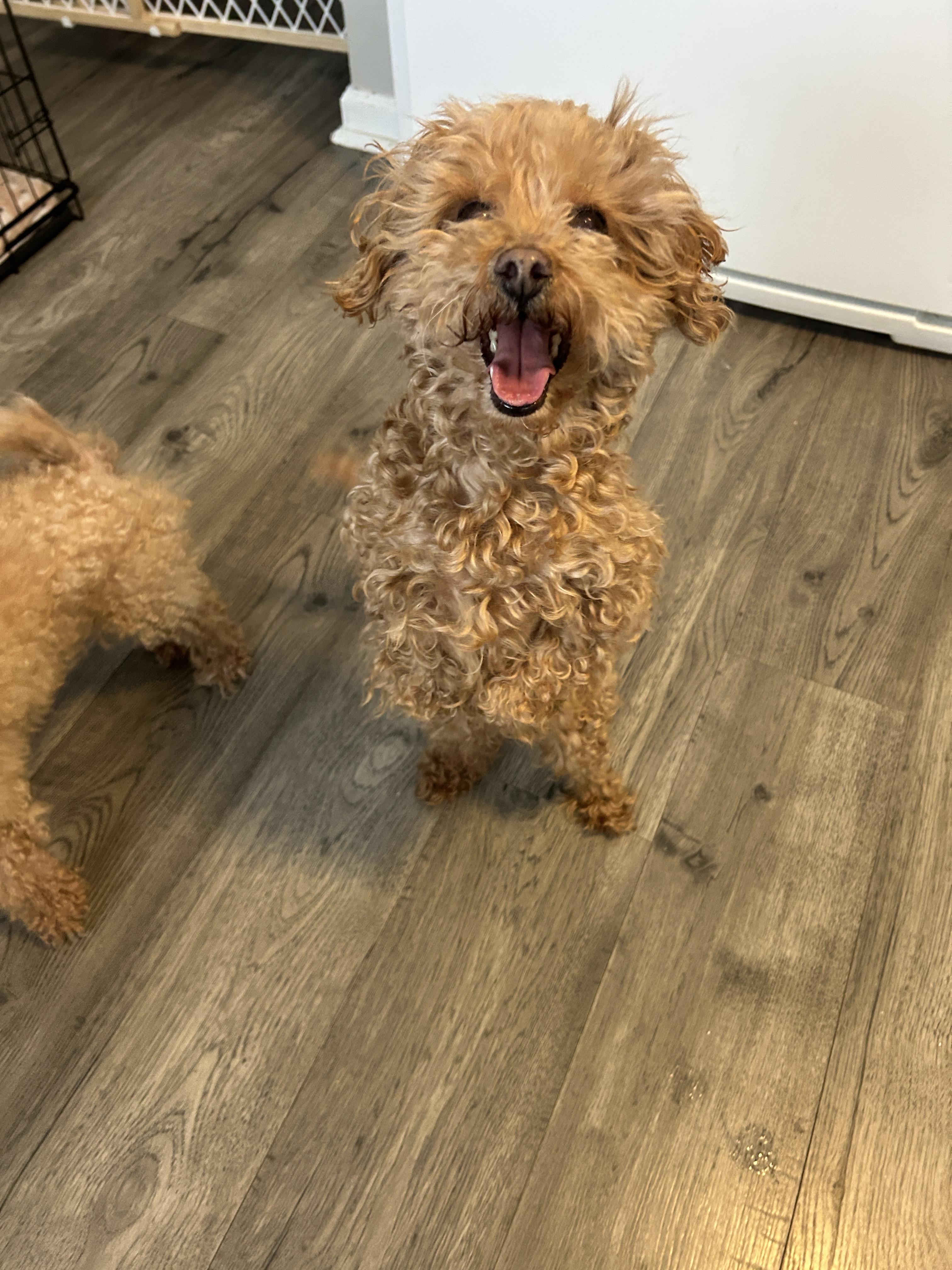 Enlarge Honey Bee bonded to Boo, an adoptable Mixed Breed in Rochester , NY image 3/4