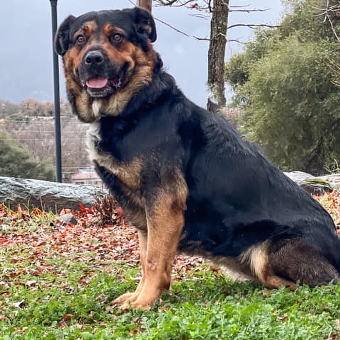BAILEY-A056908, Adult Female Rottweiler