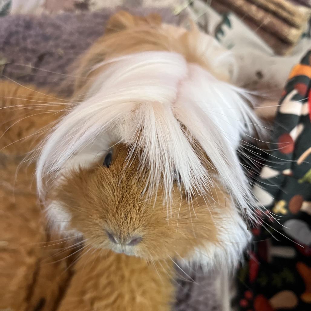 Fuzzy, Adoptable, Young Female Guinea Pig.