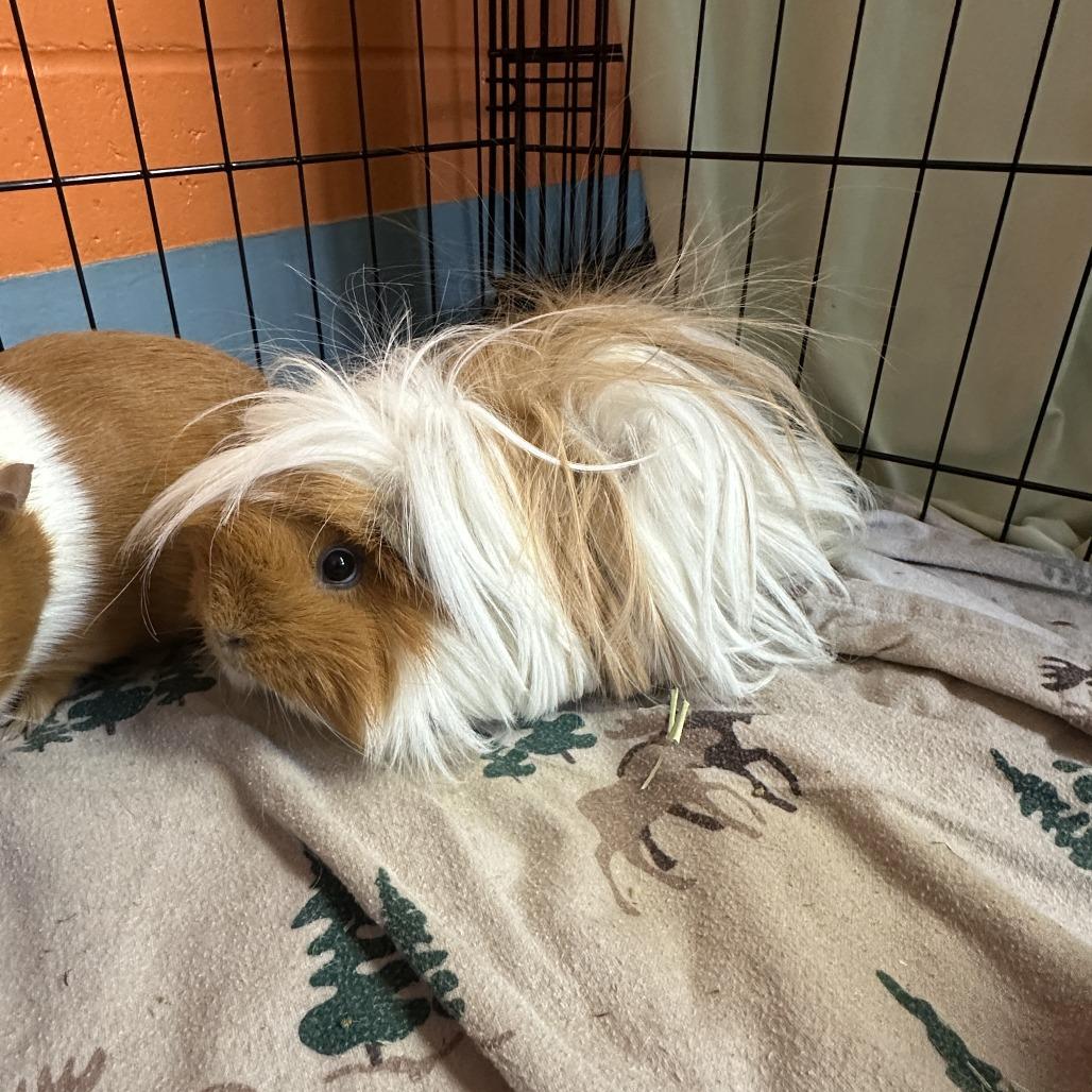 Enlarge Fuzzy, a Adoptable Guinea Pig in Brockton, MA image 2/3