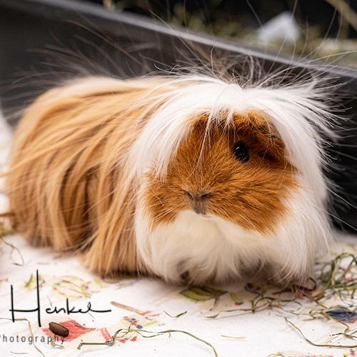 Enlarge Fuzzy, a Adoptable Guinea Pig in Brockton, MA image 3/3