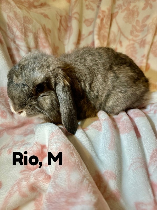 Rio