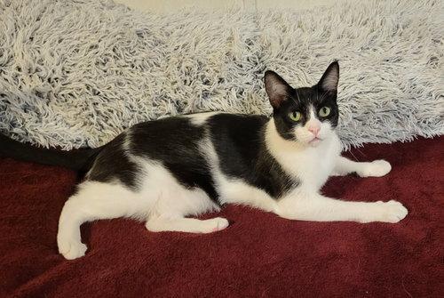Piper, Adopted, Adult Female Domestic Short Hair & Tuxedo.