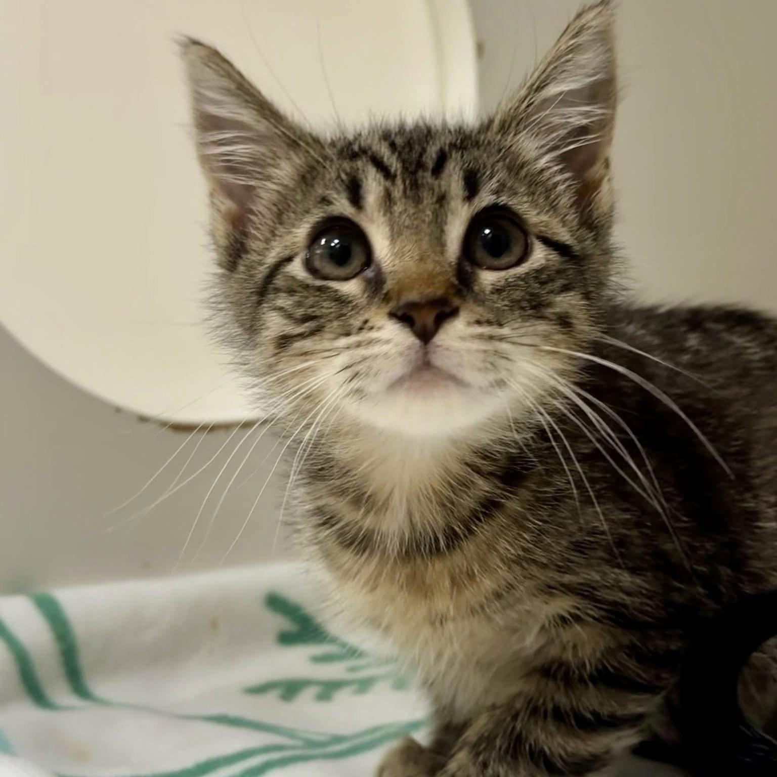 Enlarge Rivera, a Adopted Domestic Short Hair in Hilton Head Island, SC image 1/1