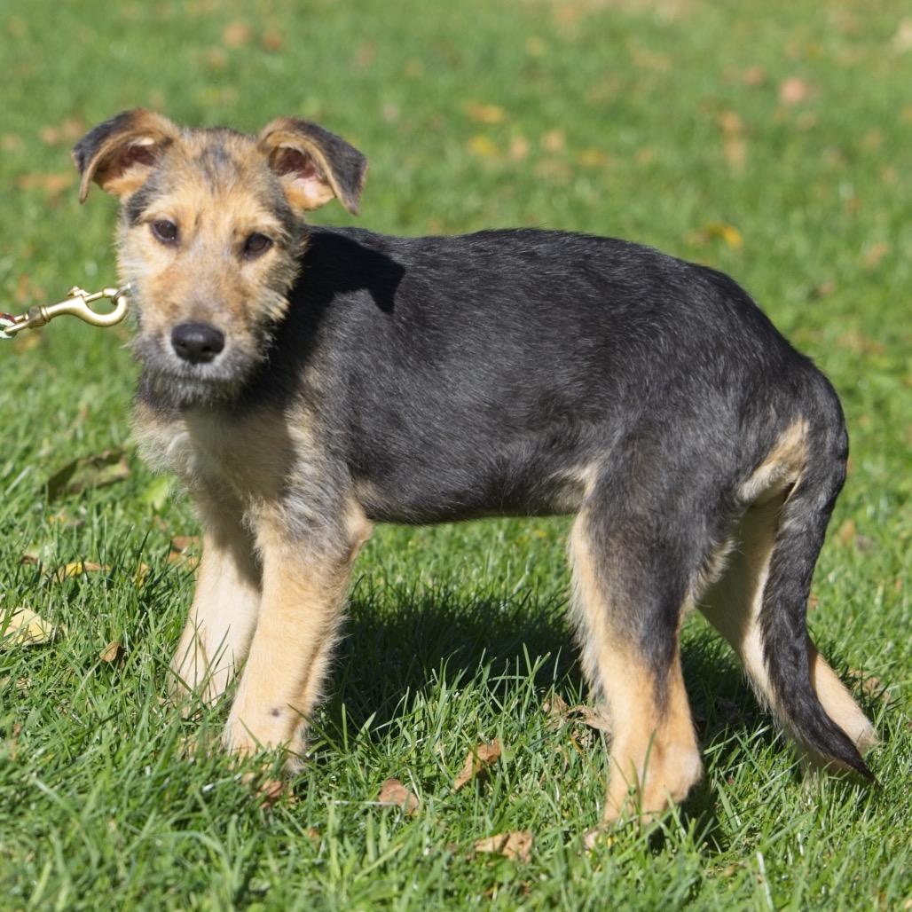 Enlarge Freddie, a Adoptable Wirehaired Terrier in South Elgin, IL image 1/2