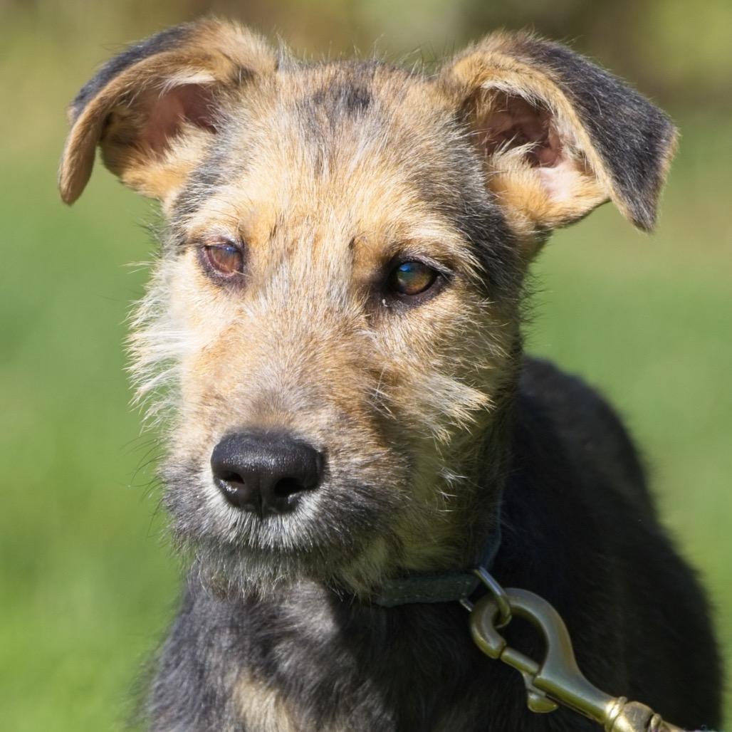 Enlarge Freddie, a Adoptable Wirehaired Terrier in South Elgin, IL image 2/2