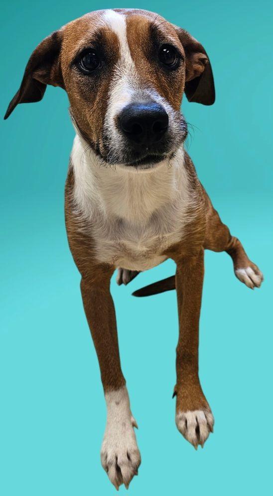 Skyla, Baby Female Pit Bull Terrier