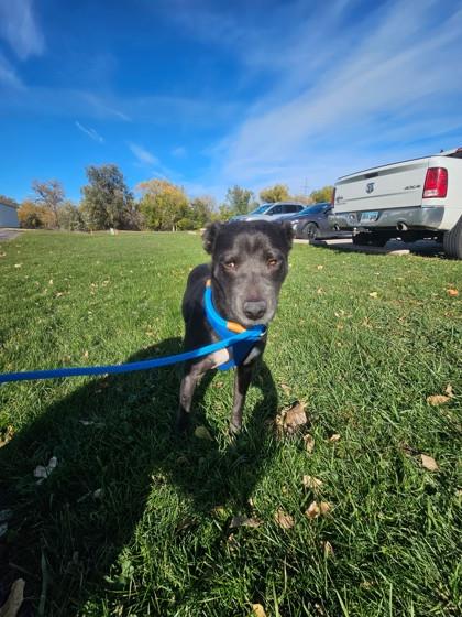 Enlarge Cinder, a ADOPTABLE Mixed Breed in Rapid City, SD image 3/6
