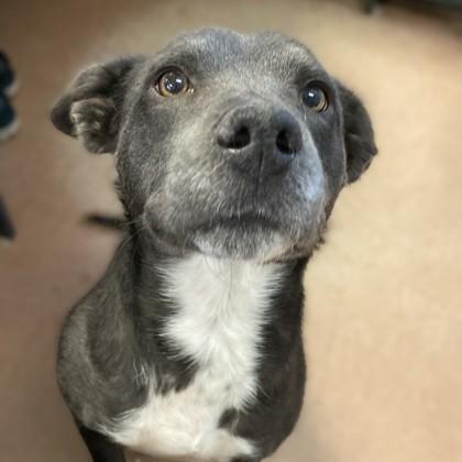 Enlarge Cinder, a ADOPTABLE Mixed Breed in Rapid City, SD image 1/6