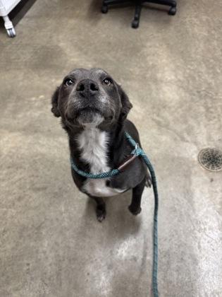 Enlarge Cinder, a ADOPTABLE Mixed Breed in Rapid City, SD image 2/6