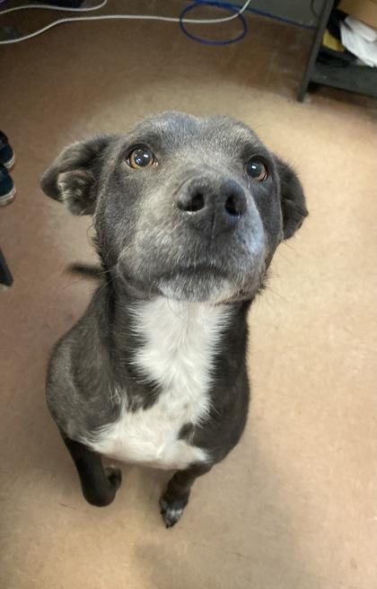 Enlarge Cinder, a ADOPTABLE Mixed Breed in Rapid City, SD image 4/6
