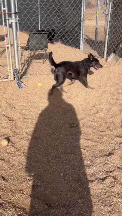 Enlarge Cinder, a ADOPTABLE Mixed Breed in Rapid City, SD video 6/6