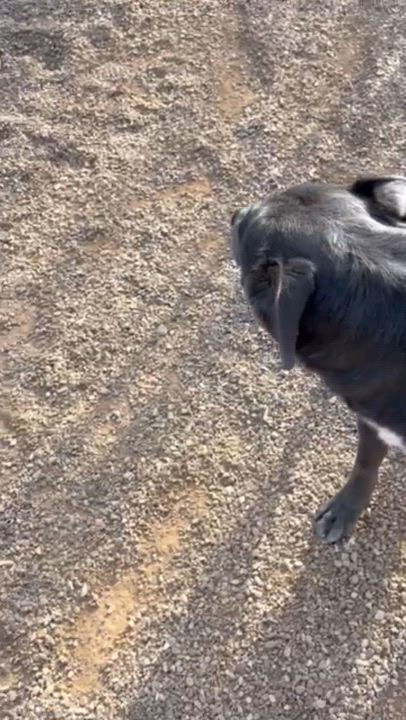 Enlarge Cinder, a ADOPTABLE Mixed Breed in Rapid City, SD video 5/6