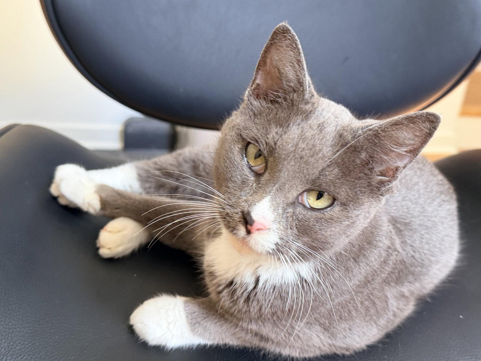 Lovie, Adoptable, Senior Female Domestic Short Hair.