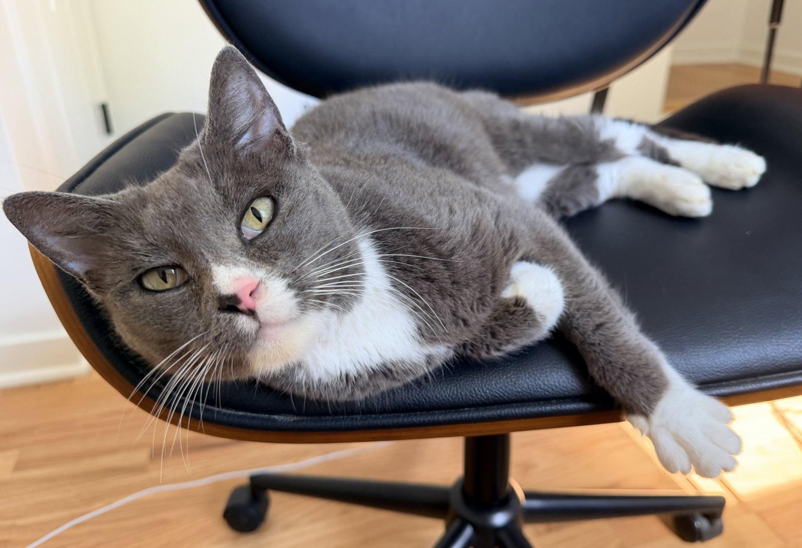 Enlarge Lovie, a Adoptable Domestic Short Hair in Kansas City, MO image 3/3