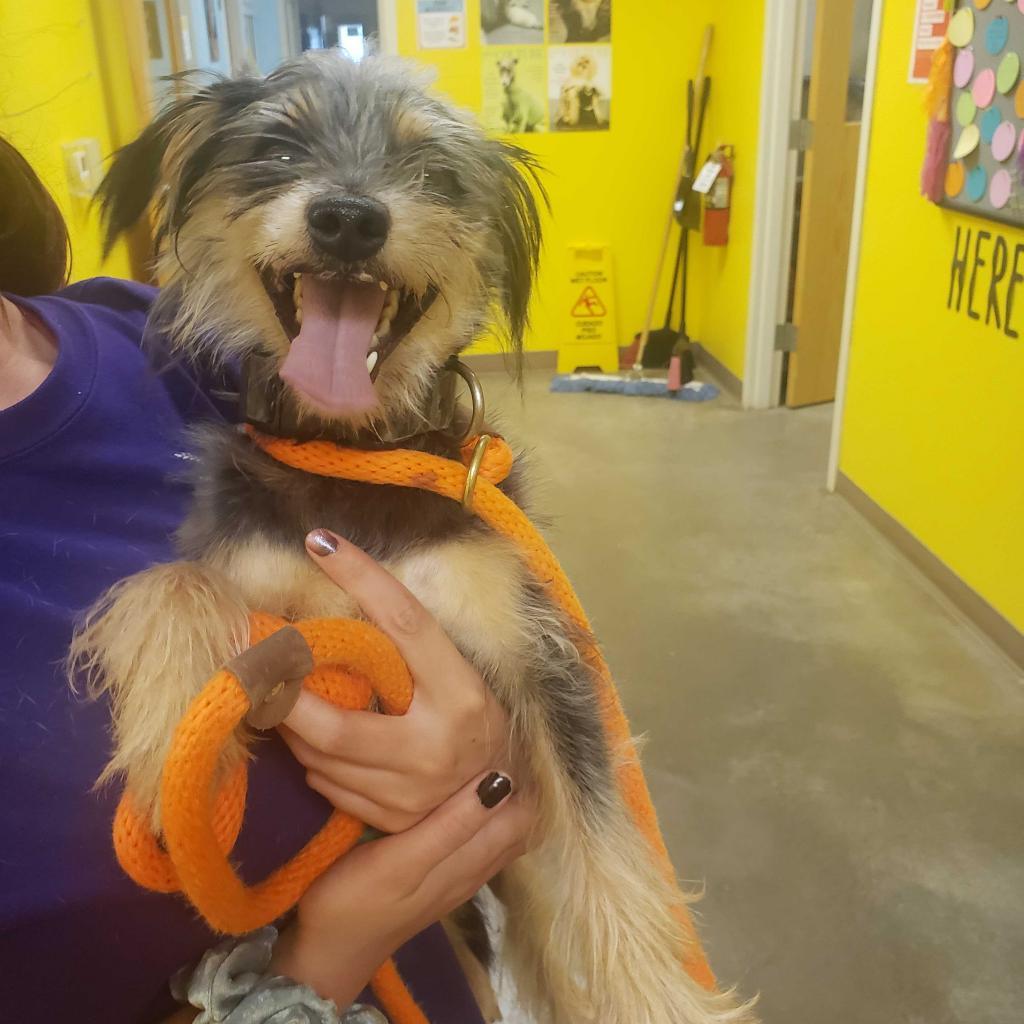 Enlarge Chance, a Adoptable mixed breed in Ottawa, KS image 1/2