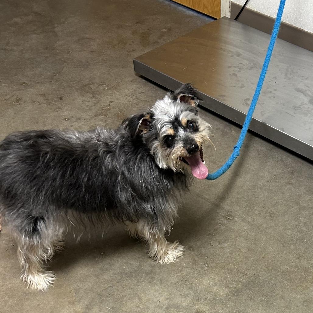 Enlarge Chance, a Adoptable mixed breed in Ottawa, KS image 2/2
