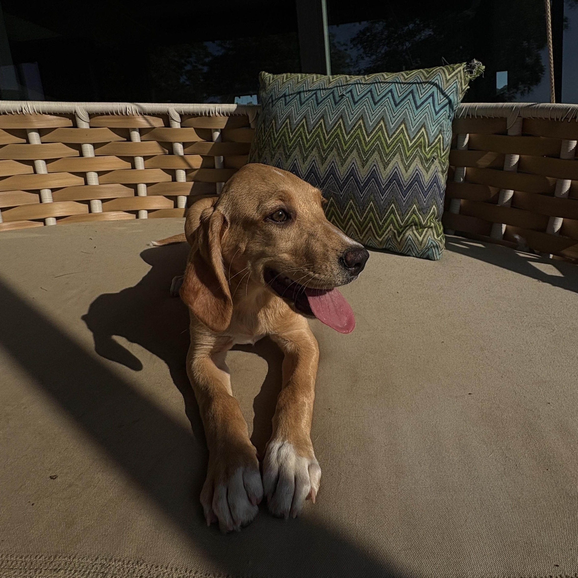 Enlarge Selma, a Adoptable mixed breed in Charlotte, NC image 1/3