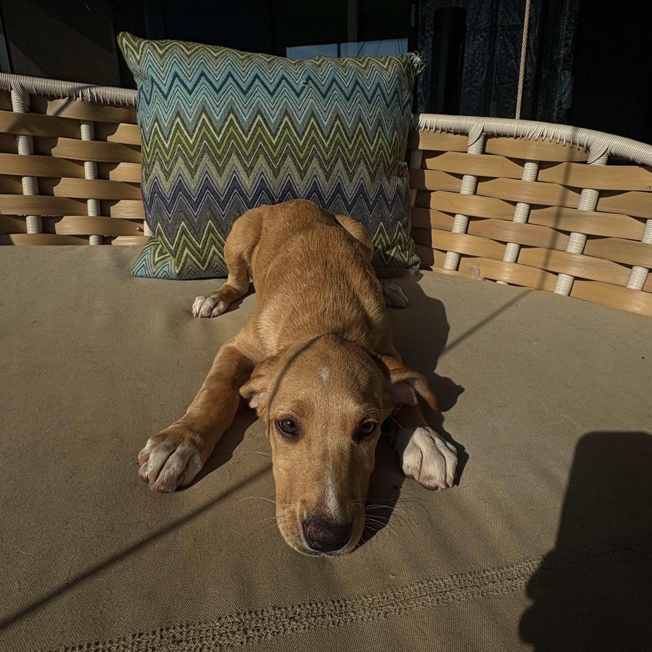 Enlarge Selma, a Adoptable mixed breed in Charlotte, NC image 2/3