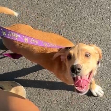 Enlarge Selma, a Adoptable mixed breed in Charlotte, NC image 3/3