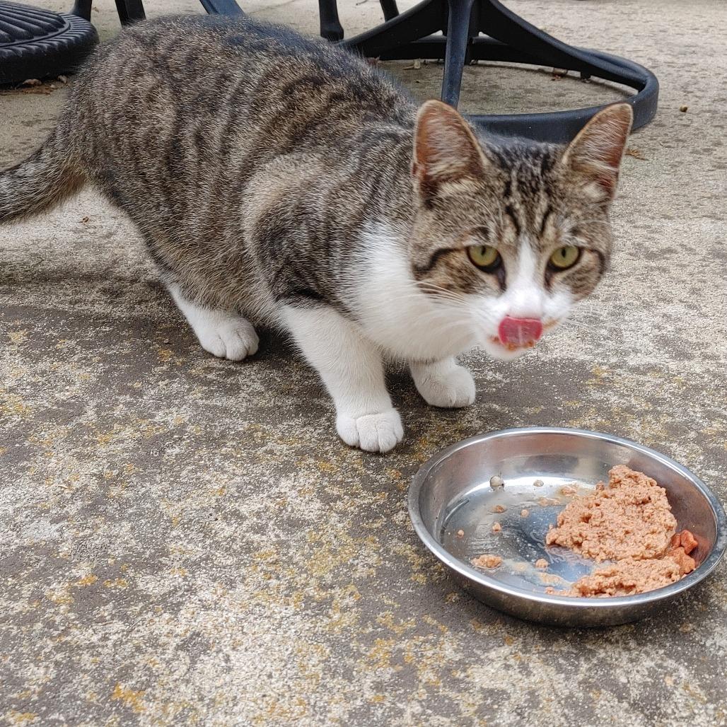 *** Biscuits, Adoptable, Young Male American Shorthair.