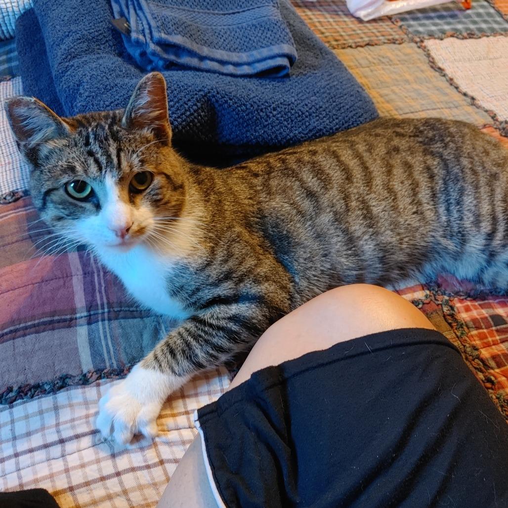 Enlarge *** Biscuits, a Adoptable American Shorthair in Oceanside, CA image 3/3