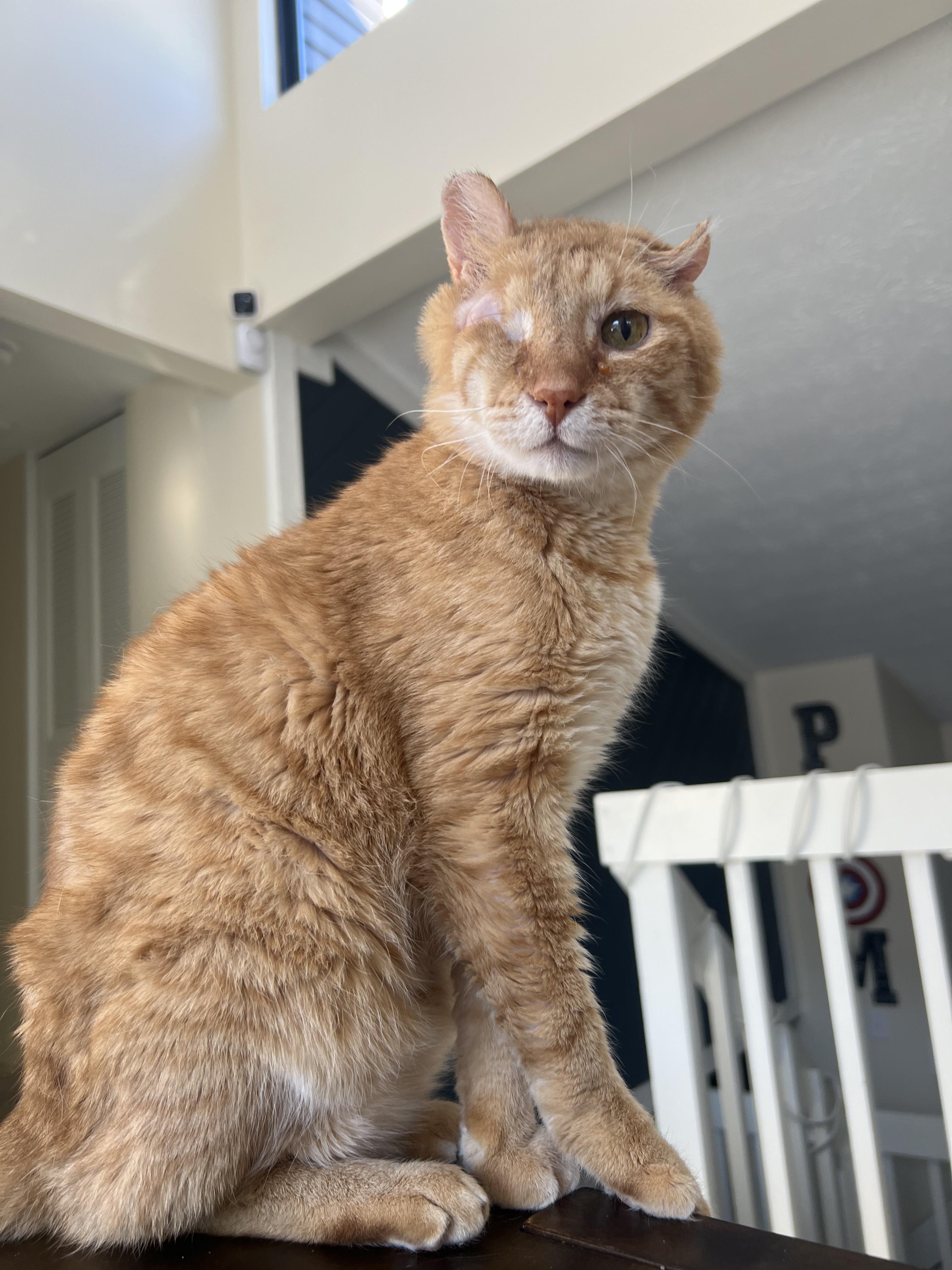 Enlarge Goldfish, a Adopted Domestic Short Hair in Miamisburg, OH image 2/6