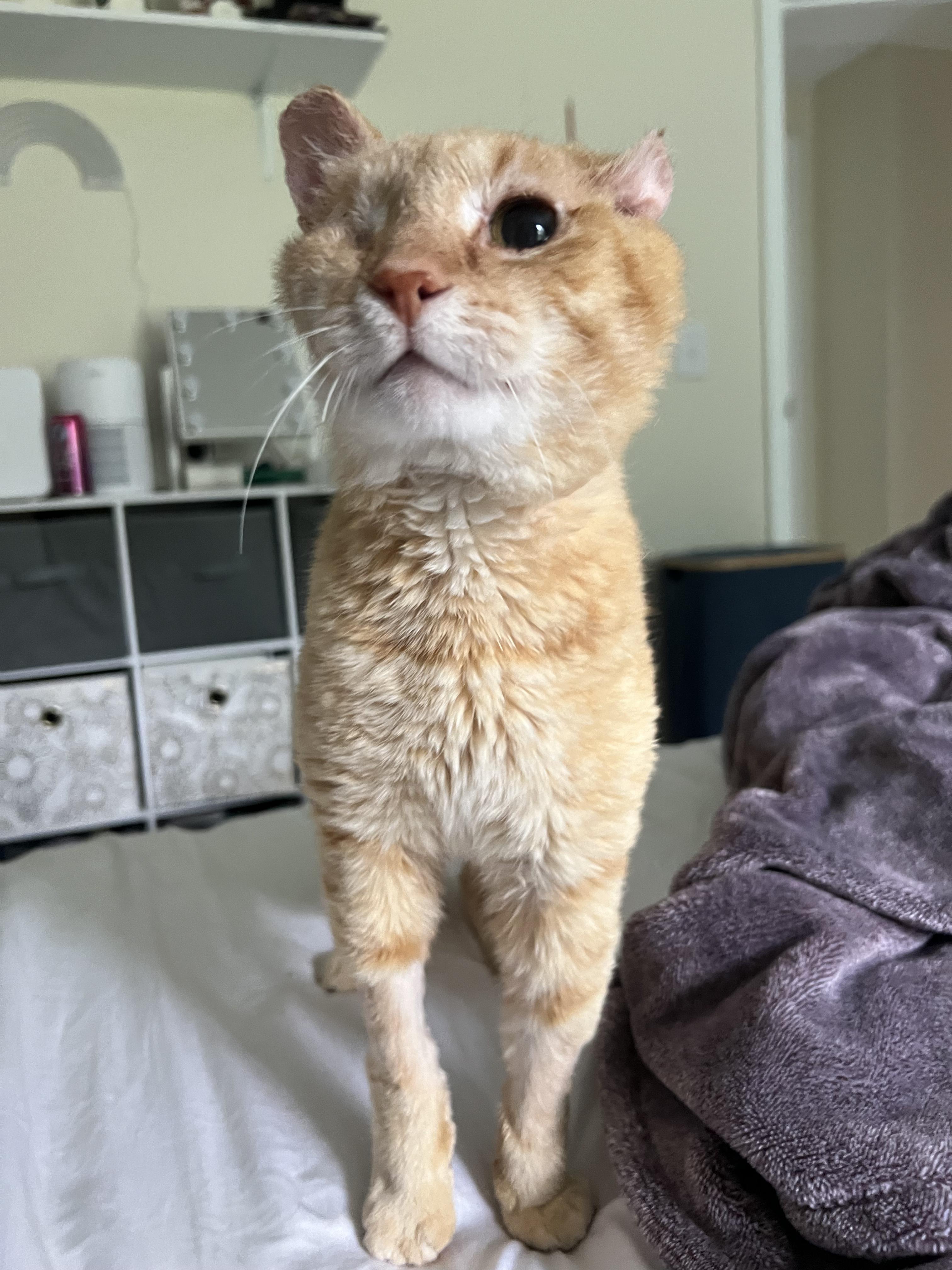 Enlarge Goldfish, a Adopted Domestic Short Hair in Miamisburg, OH image 6/6