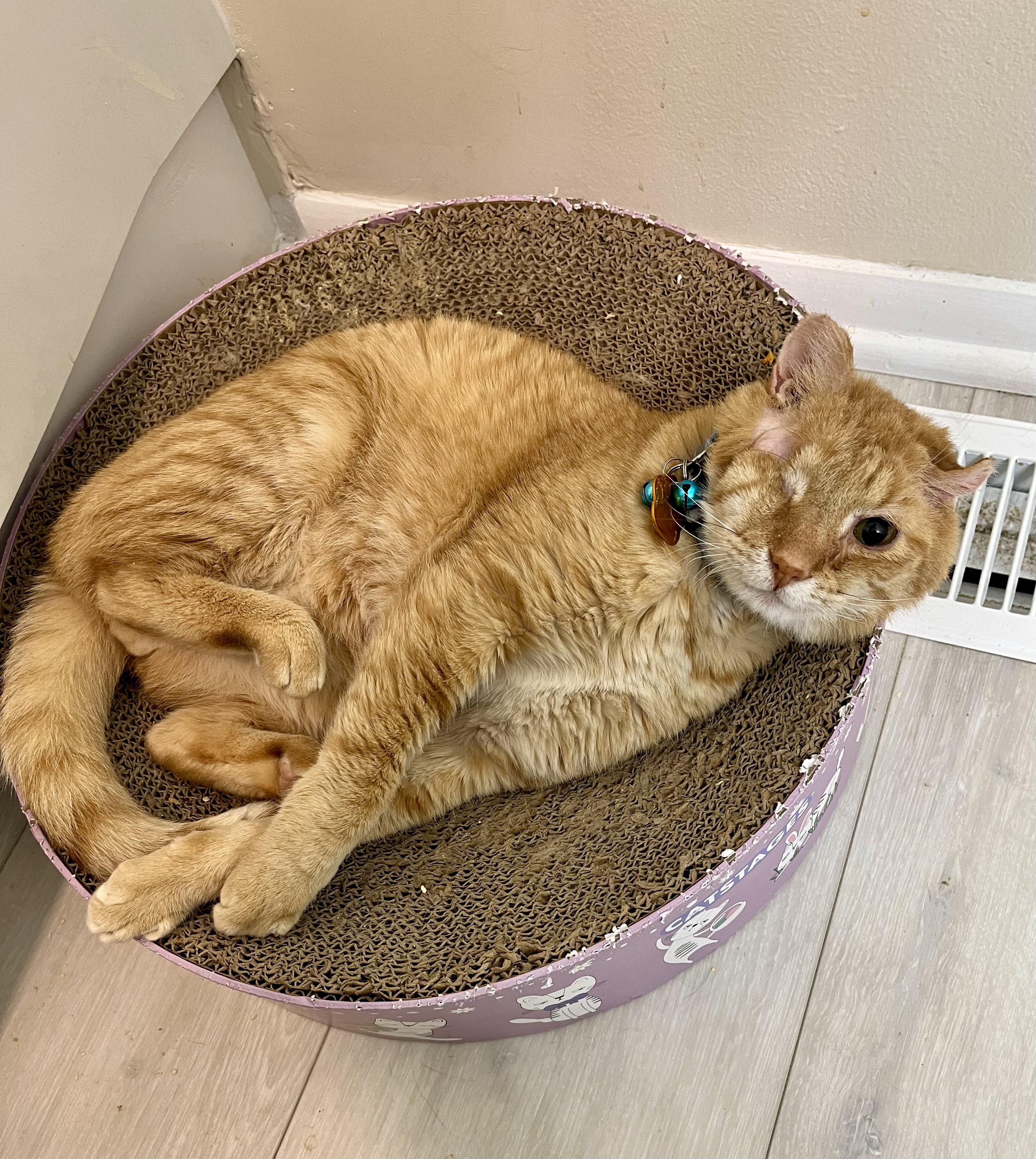 Enlarge Goldfish, a Adopted Domestic Short Hair in Miamisburg, OH image 3/6