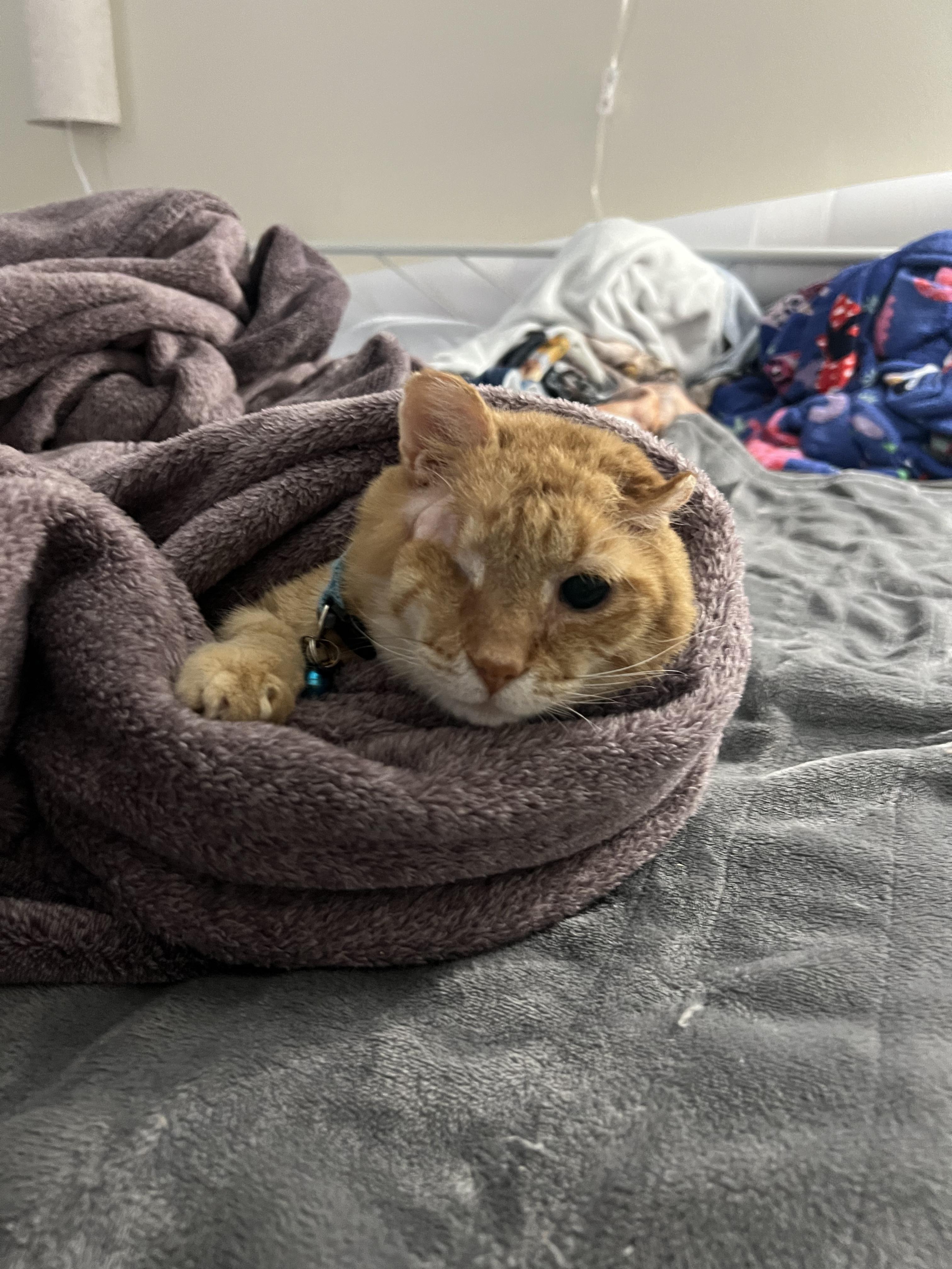 Enlarge Goldfish, a Adopted Domestic Short Hair in Miamisburg, OH image 5/6